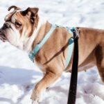 A happy dog wearing a comfortable harness and leash during a safe walk in the park, showcasing essential dog accessories.