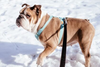 A happy dog wearing a comfortable harness and leash during a safe walk in the park, showcasing essential dog accessories.