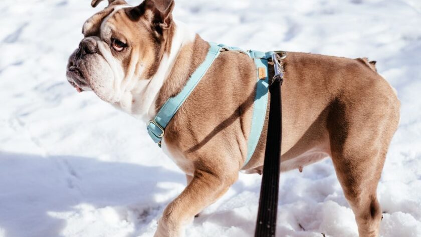 A happy dog wearing a comfortable harness and leash during a safe walk in the park, showcasing essential dog accessories.