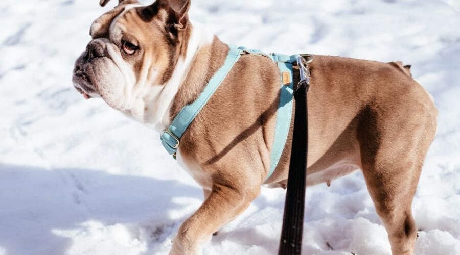 A happy dog wearing a comfortable harness and leash during a safe walk in the park, showcasing essential dog accessories.
