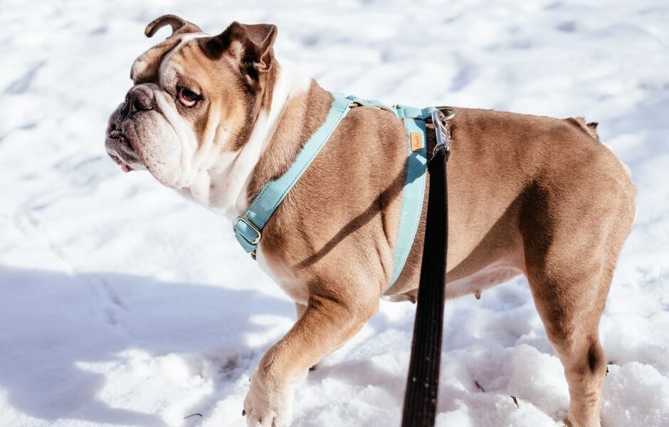 A happy dog wearing a comfortable harness and leash during a safe walk in the park, showcasing essential dog accessories.